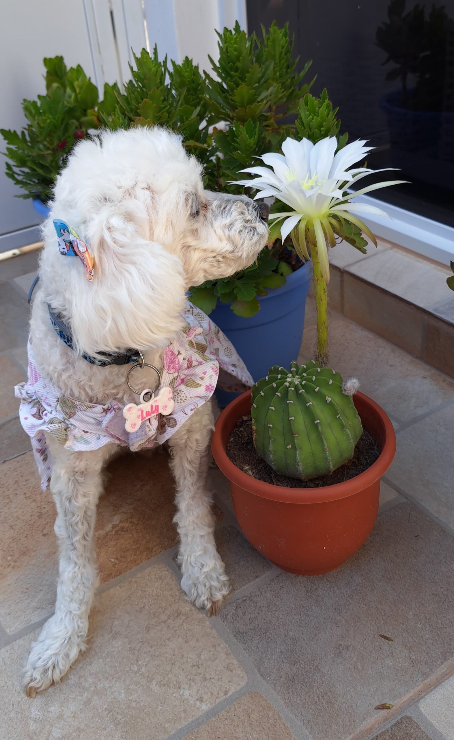 Lee más sobre el artículo Luly