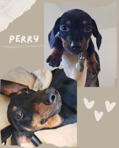 Lee más sobre el artículo Perry