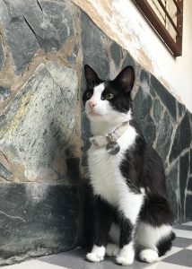 Lee más sobre el artículo Tomate