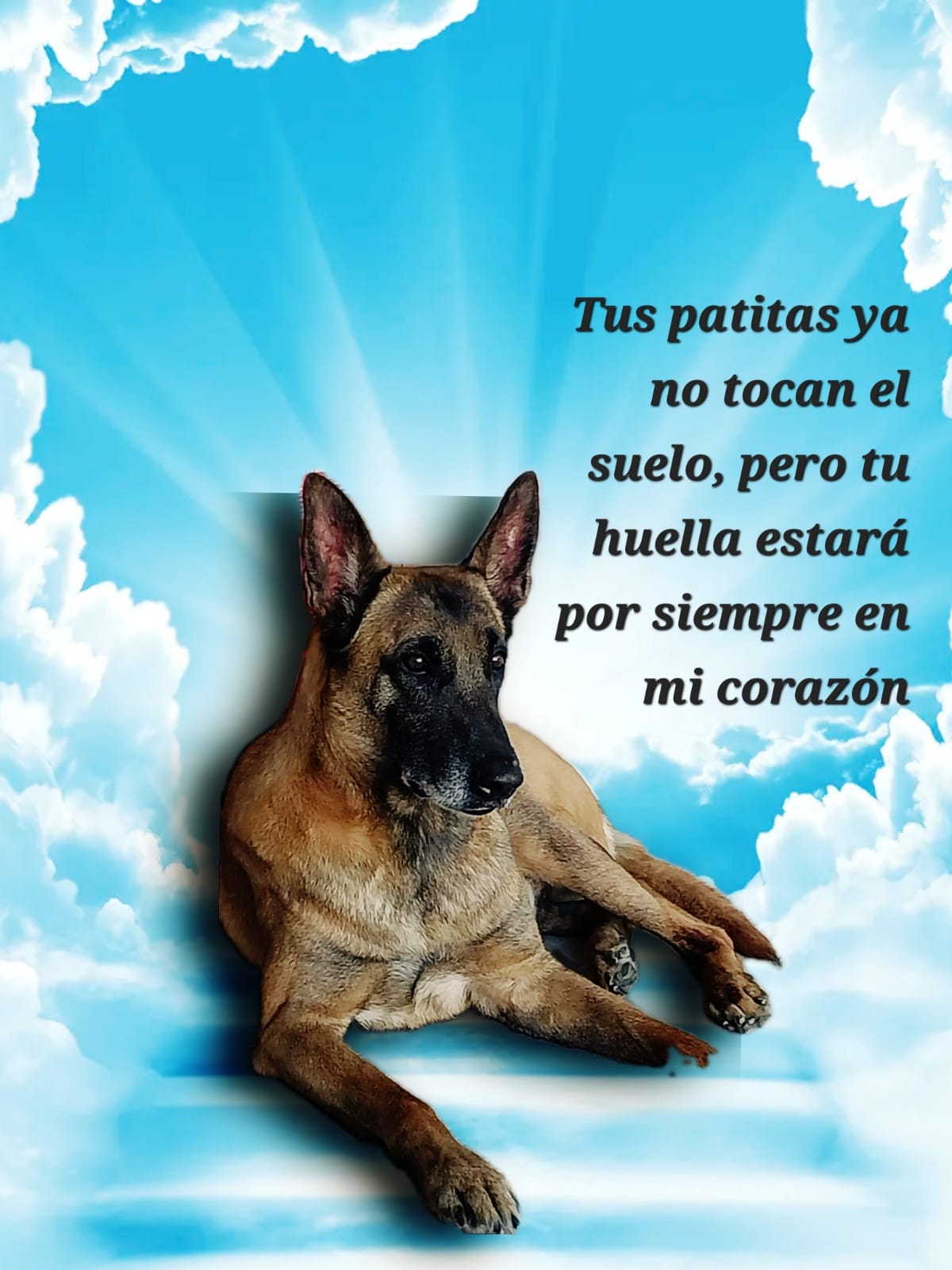 En este momento estás viendo ROXI