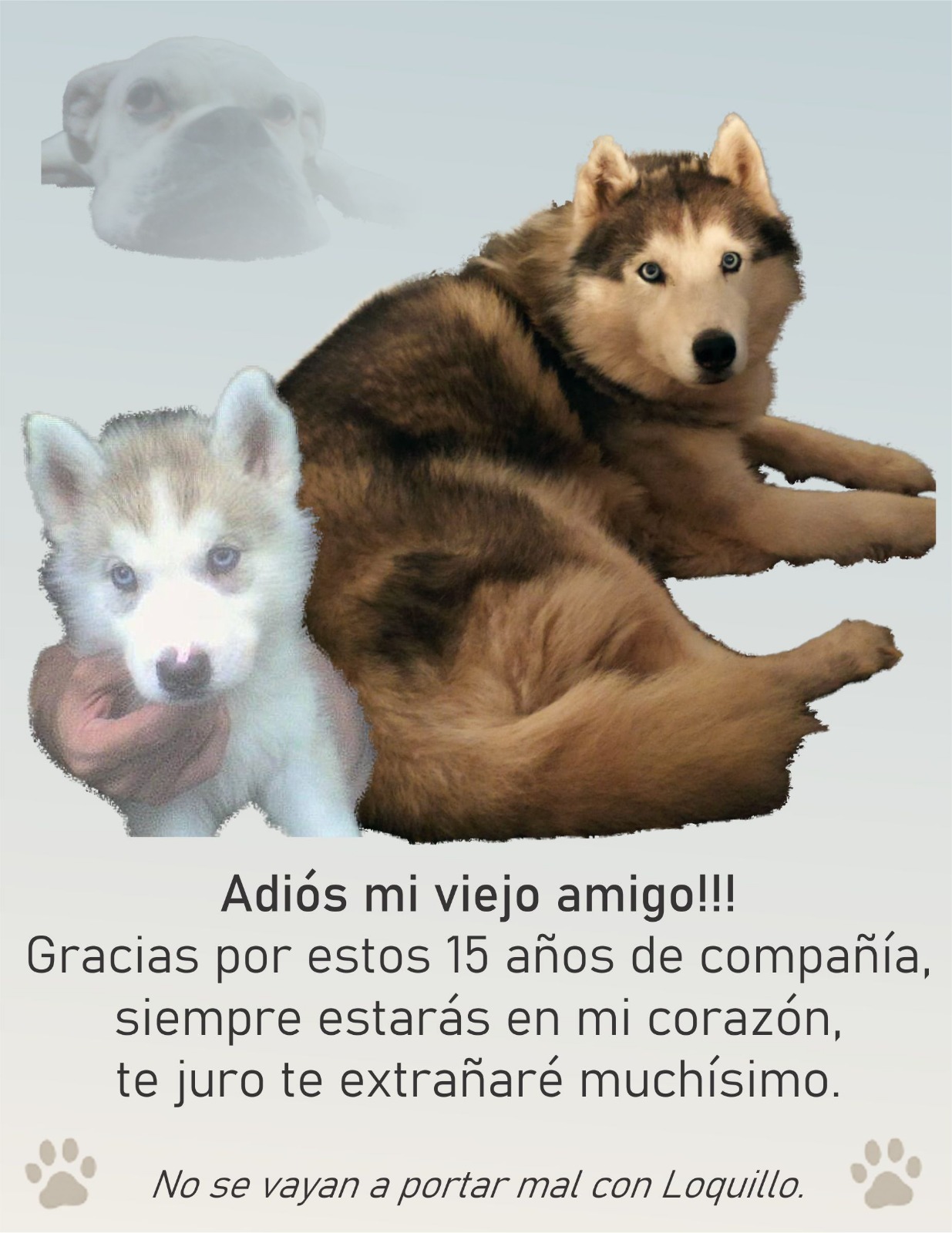 Lee más sobre el artículo OSO