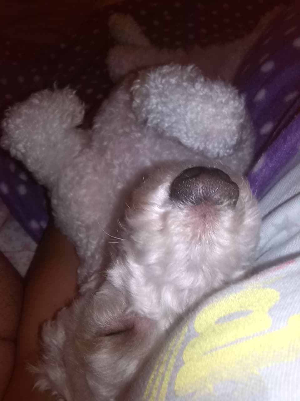 Lee más sobre el artículo Lolita