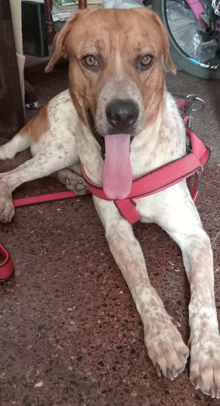 Lee más sobre el artículo Rocky